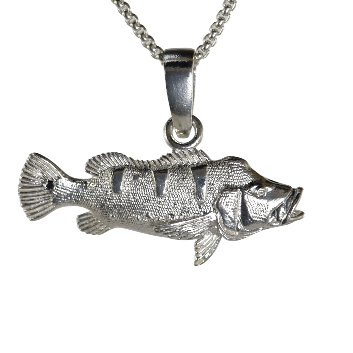 Peacock Bass - Medium